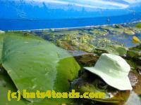 /home//u458753944/public_html/sourcegallery//Frogs/More bullfrogs/P8180205.JPG